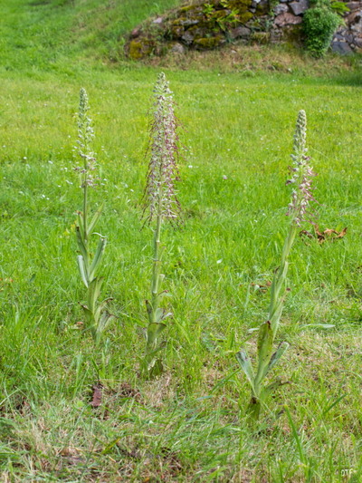 12062018orchis bouc x3 09